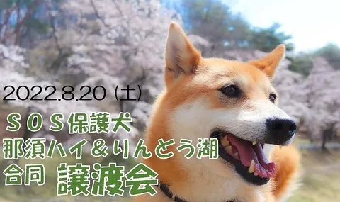 那須ハイ＆りんどう湖合同 第3回SOS保護犬譲渡会 開催のお知らせ